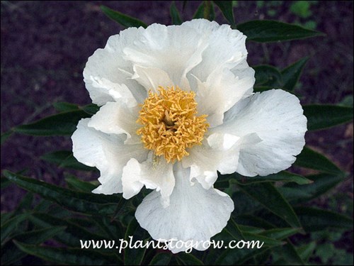Krinkled White Peony